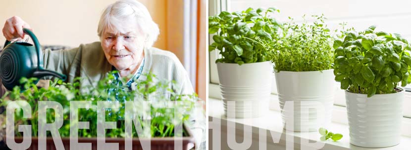 Indoor Gardening for Seniors